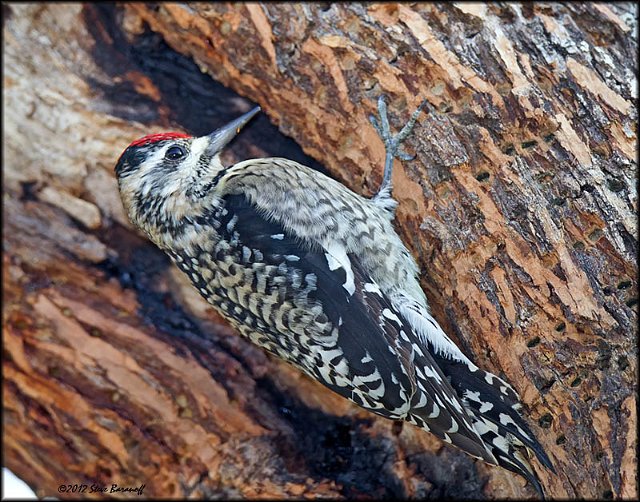 _2SB2284 yellow-bellied sapsucker.jpg